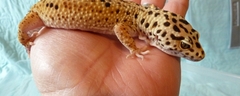 male - Enigma - nee le 04.04.11